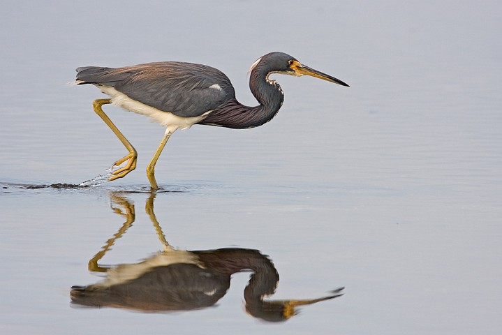 Dreifarbenreiher Egretta tricolor Tricolored Heron